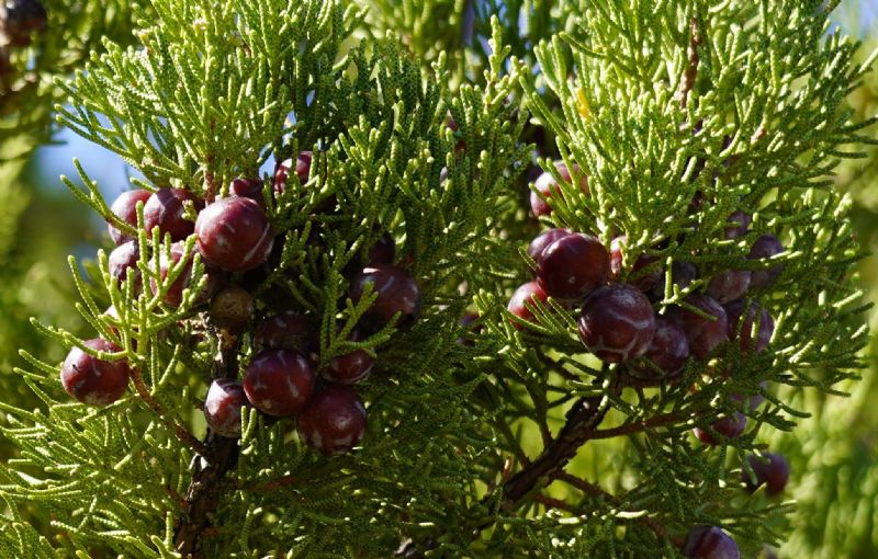 Juniperus....